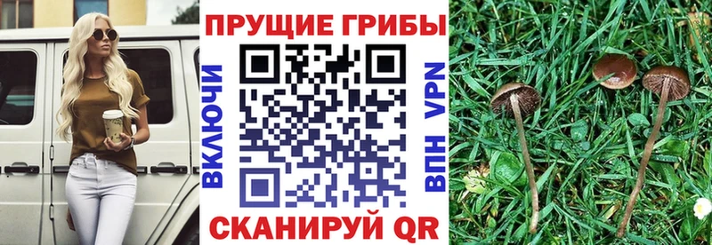Купить  Бирюч  Псилоцибиновые грибы прущие грибы 